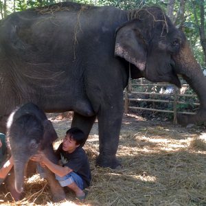 Baby Elephant Dattaji Arrives